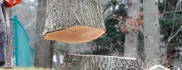 Best Tree Trimming and Pruning  in Pasadena, MD