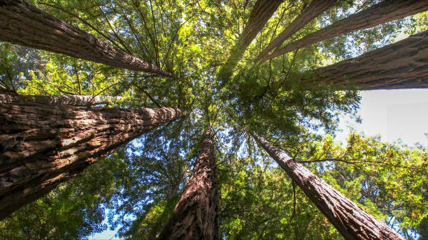 Best Tree Health Inspection  in Pasadena, MD