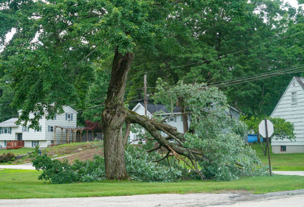 Best Commercial Tree Services  in Pasadena, MD