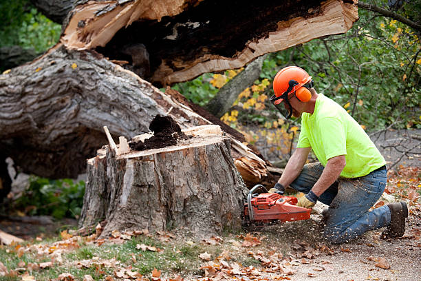 Best Arborist Consultation Services  in Pasadena, MD