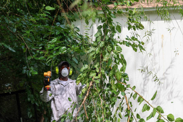 Best Tree and Shrub Care  in Pasadena, MD