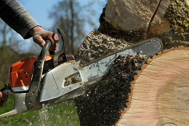 Best Firewood Processing and Delivery  in Pasadena, MD